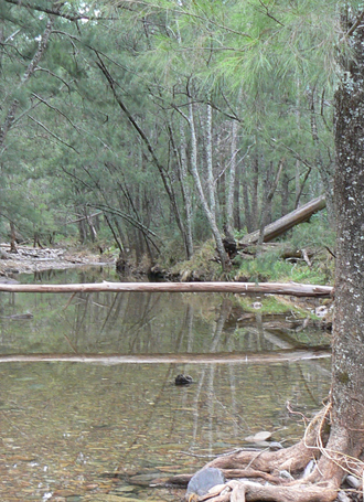 Airly Creek - Airly Creek